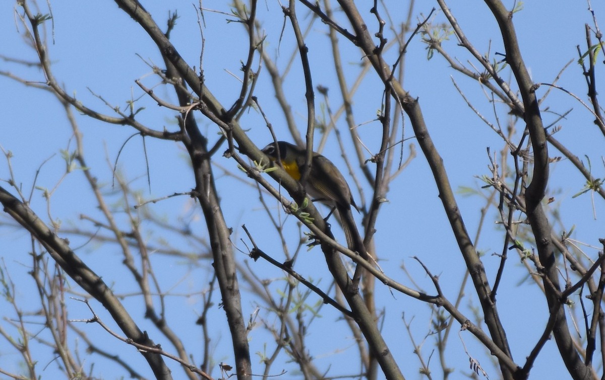 Yellow-breasted Chat - Chris Rohrer
