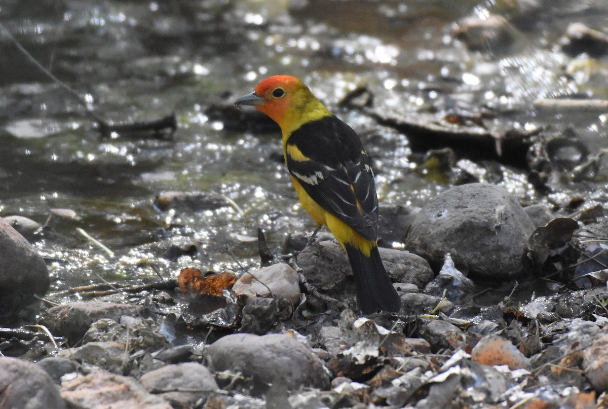 Western Tanager - ML98701521