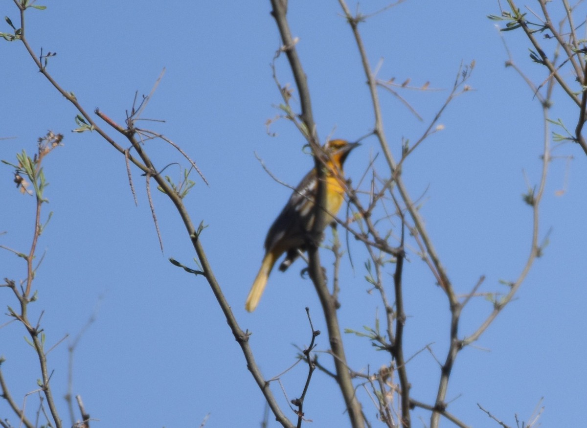 Hooded Oriole (nelsoni Group) - ML98701611