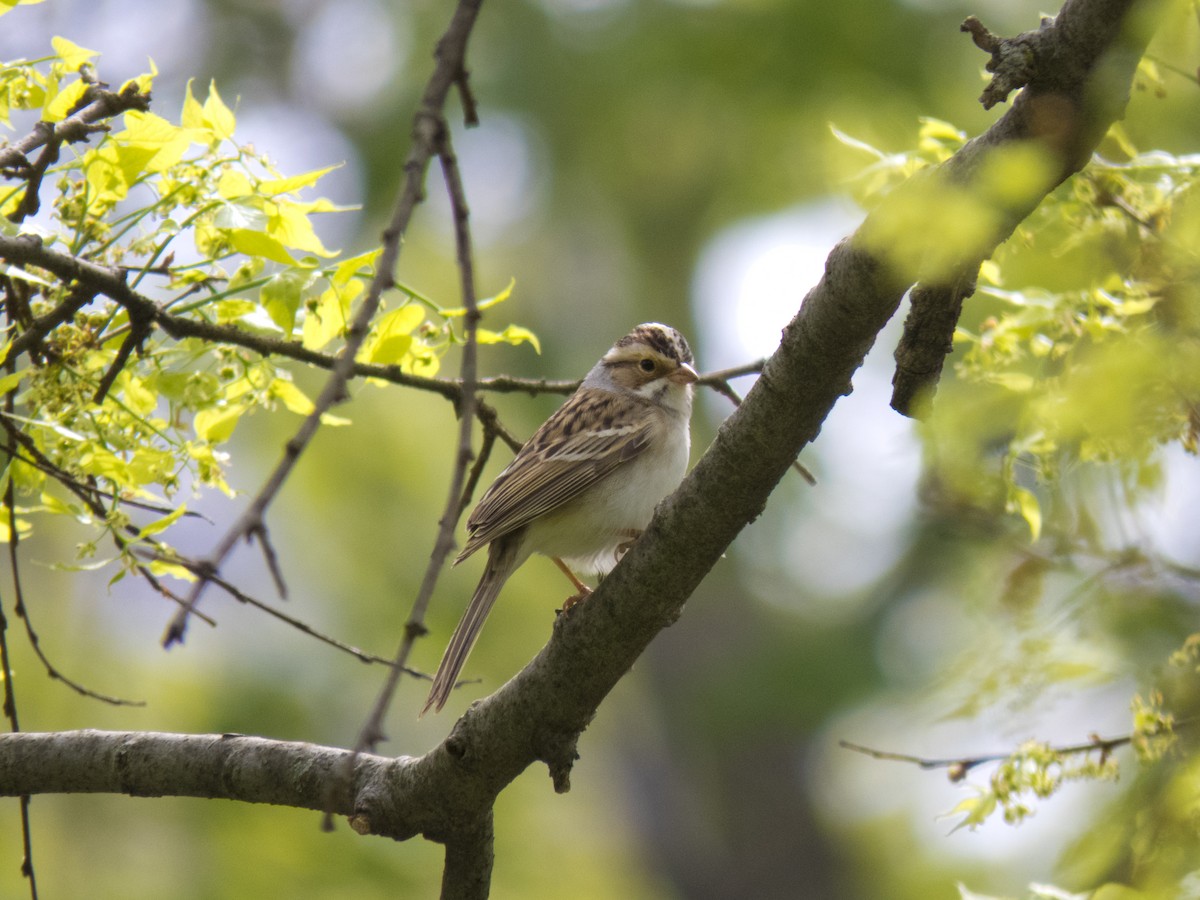 Clay-colored Sparrow - Kaylan Wessels