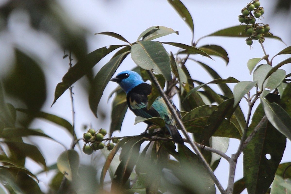 Blue-necked Tanager - ML98705841