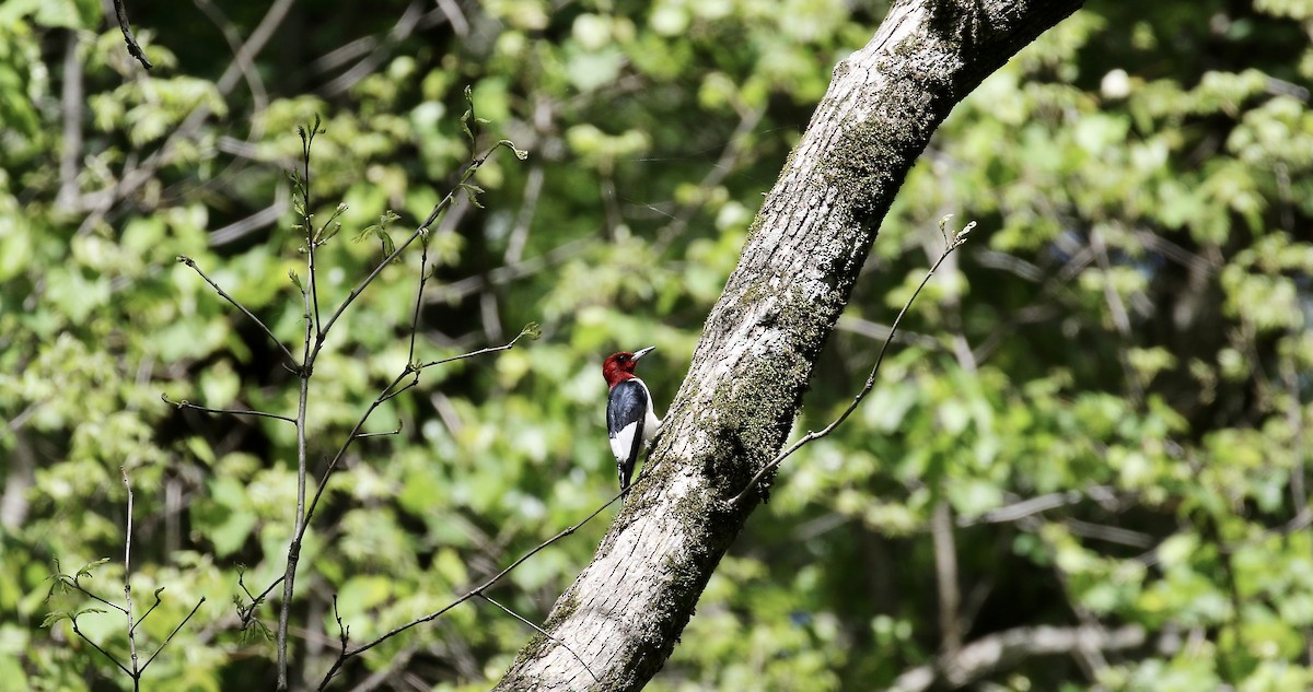Red-headed Woodpecker - ML98711921