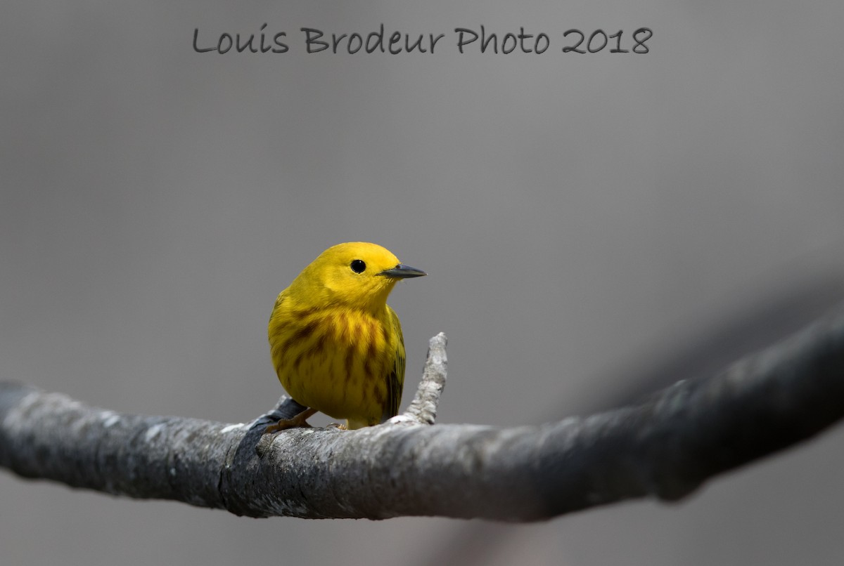 Yellow Warbler - Louis Brodeur