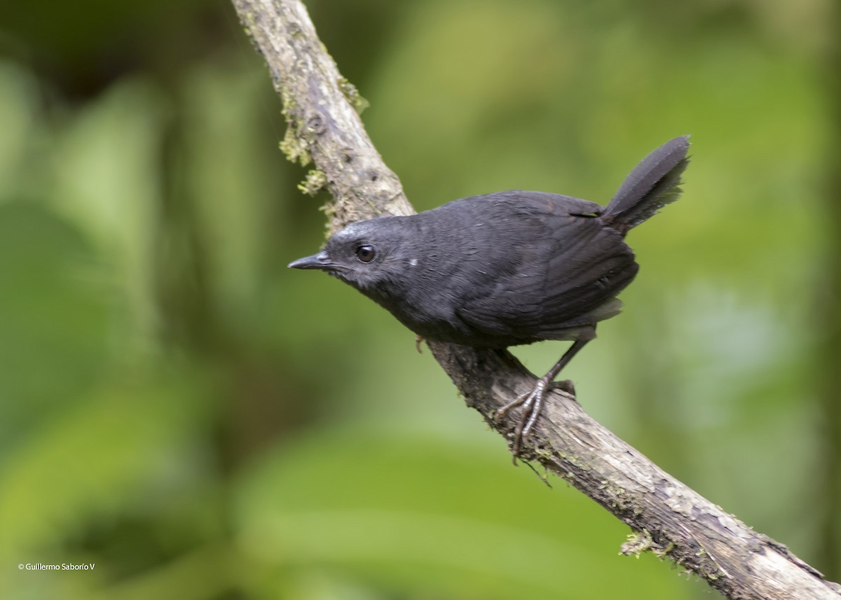 Silvery-fronted Tapaculo - ML98715521