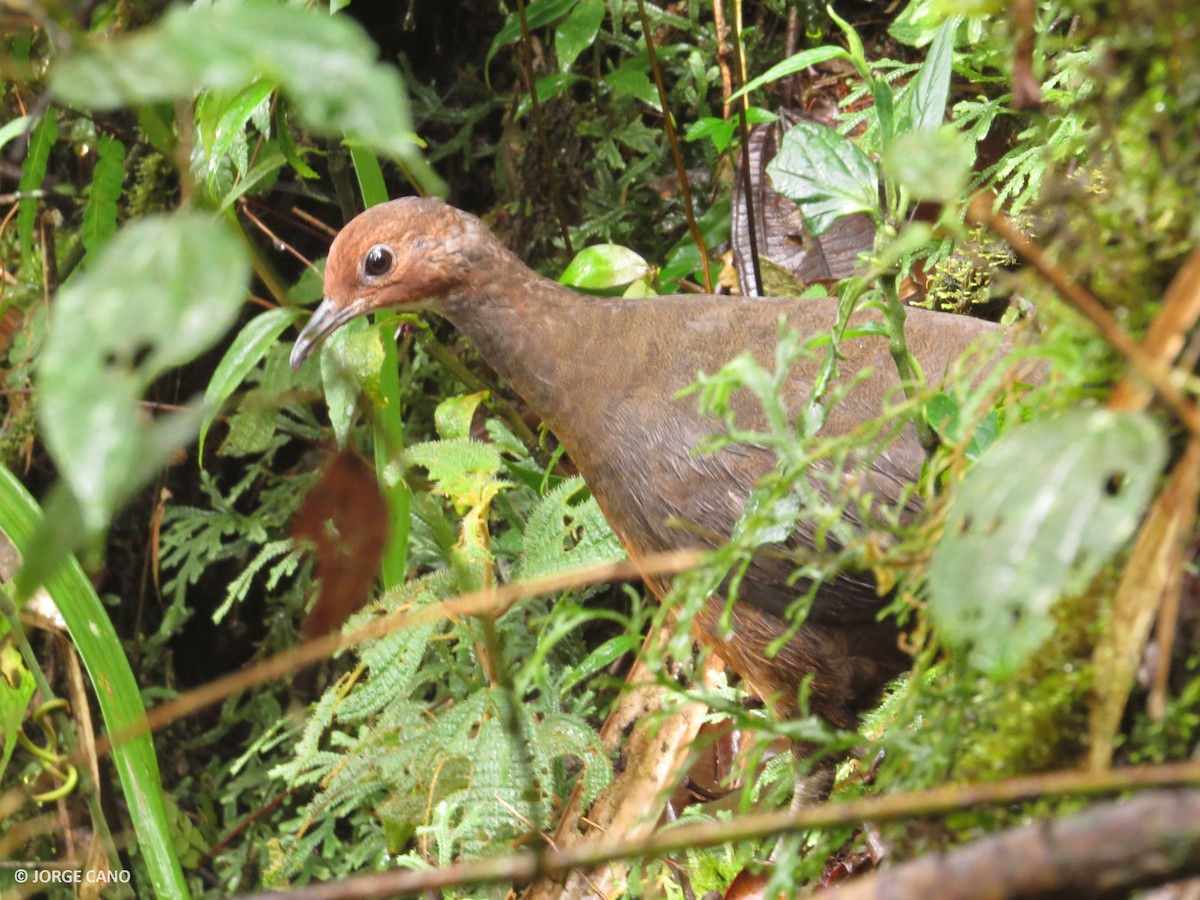 Tawny-breasted Tinamou - Bioexploradores Farallones del Citará