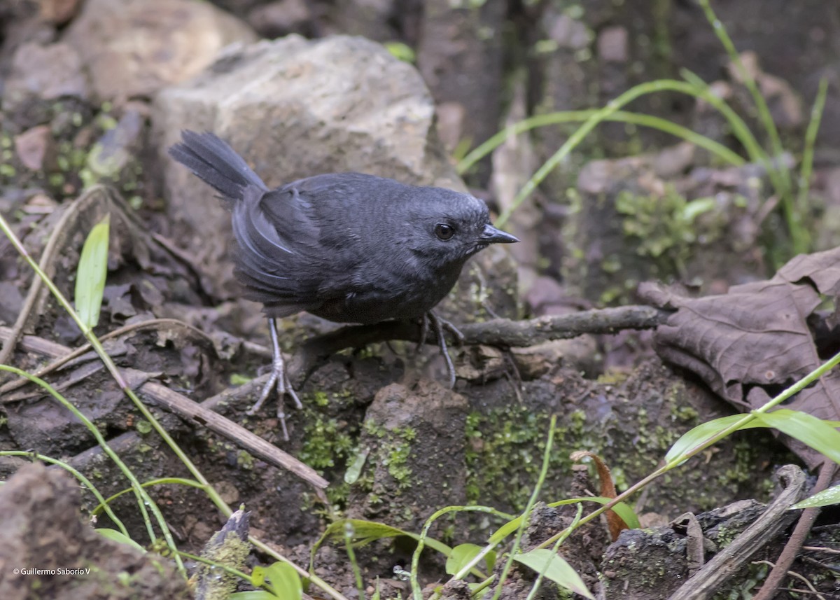 Silvery-fronted Tapaculo - ML98720371