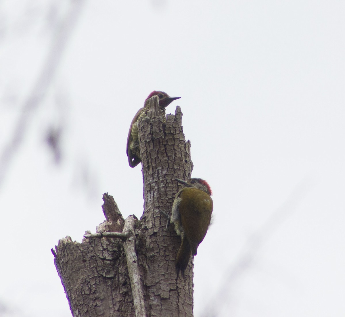 Golden-olive Woodpecker - ML98720441