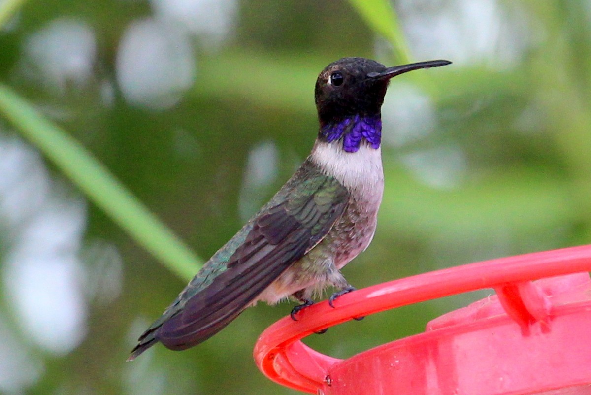 Black-chinned Hummingbird - sam hough