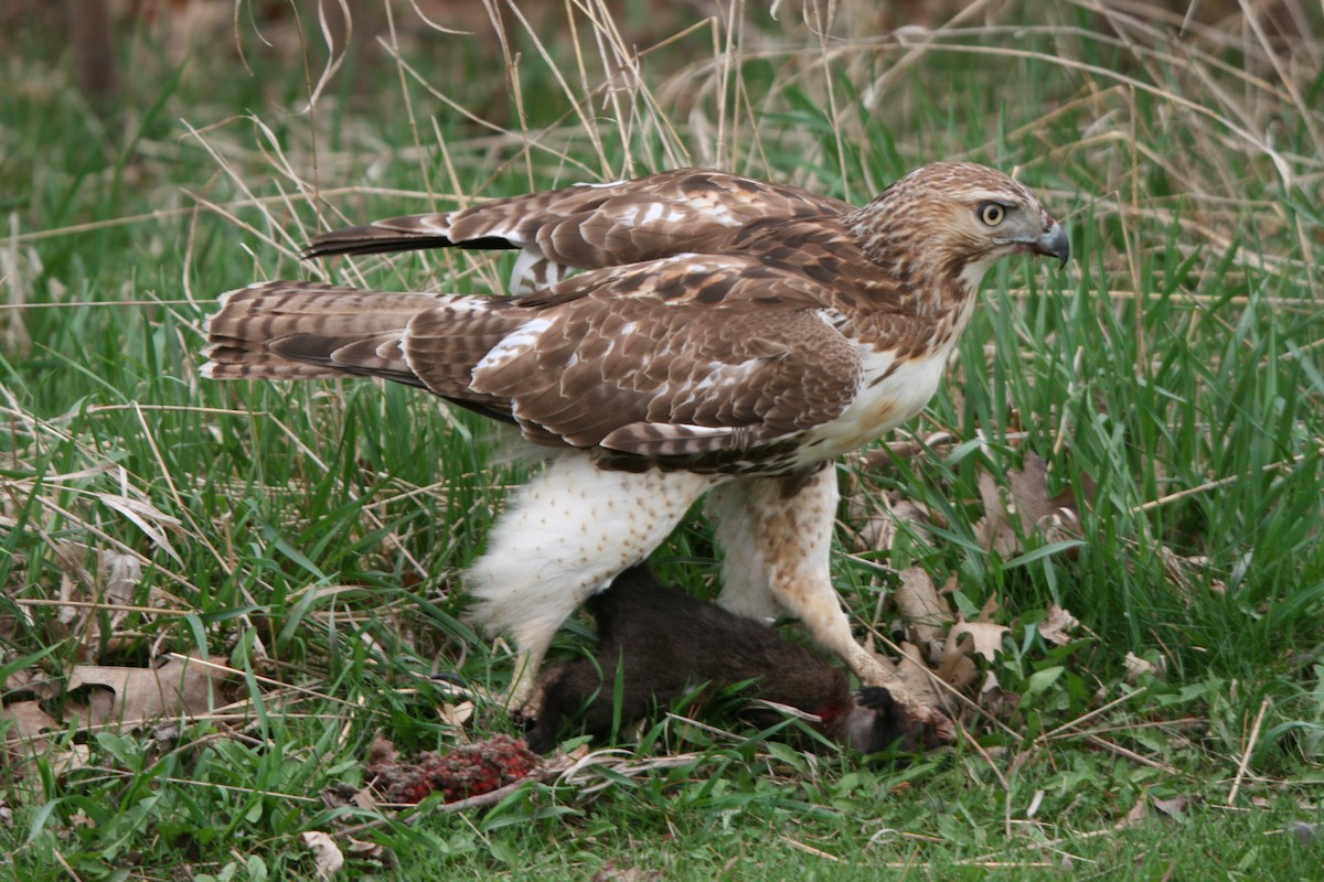 Red-tailed Hawk - ML98721601