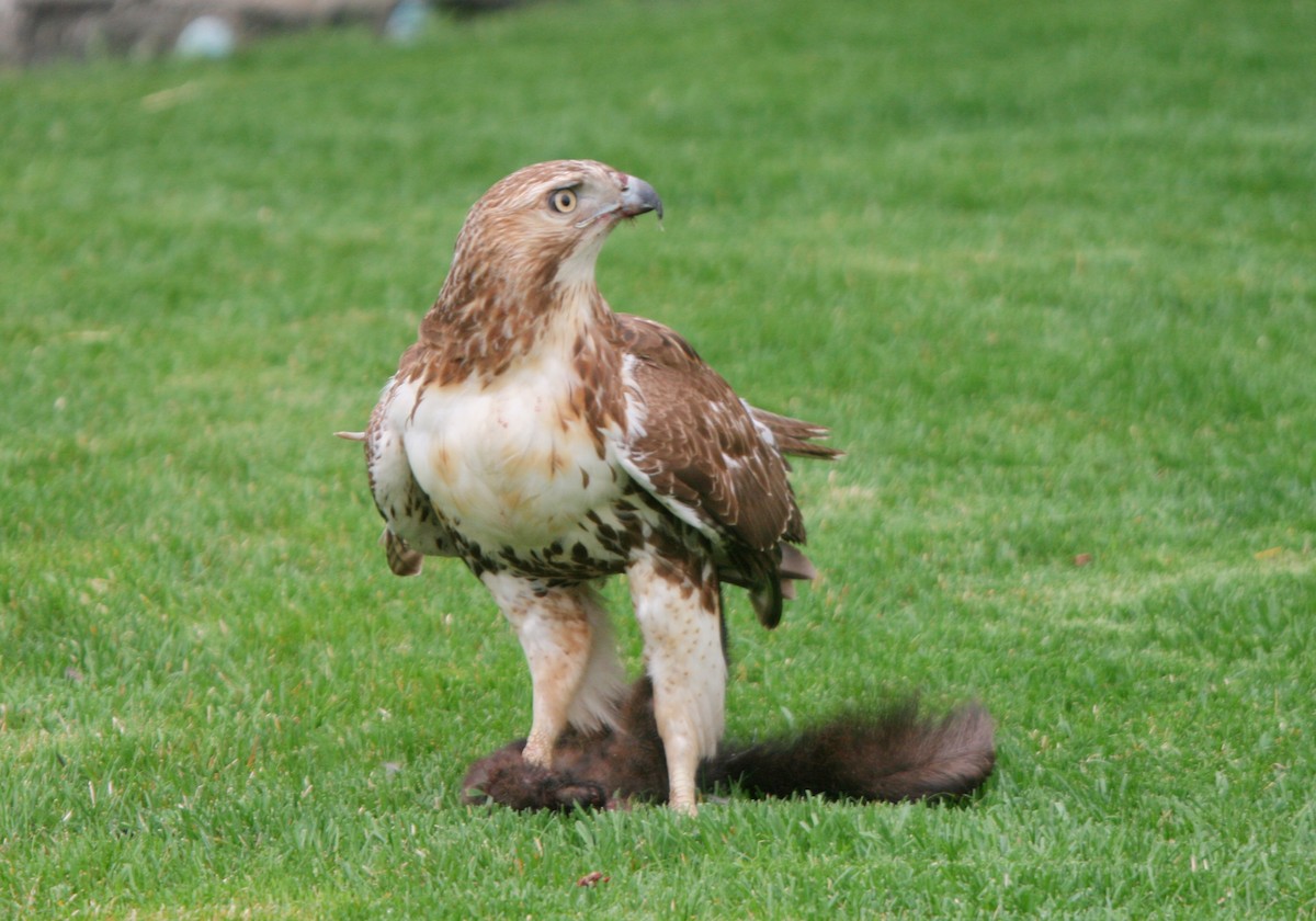 Red-tailed Hawk - Plamen Peychev