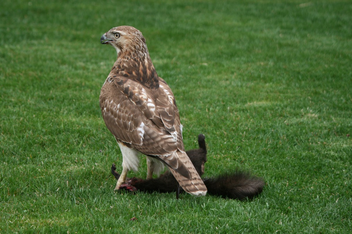 Red-tailed Hawk - ML98721741