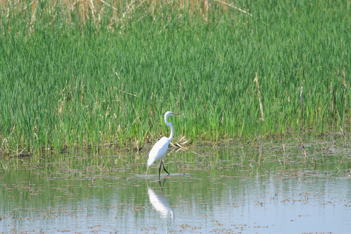 eBird Checklist 6 May 2018 Eagle Bluffs CA 96 species