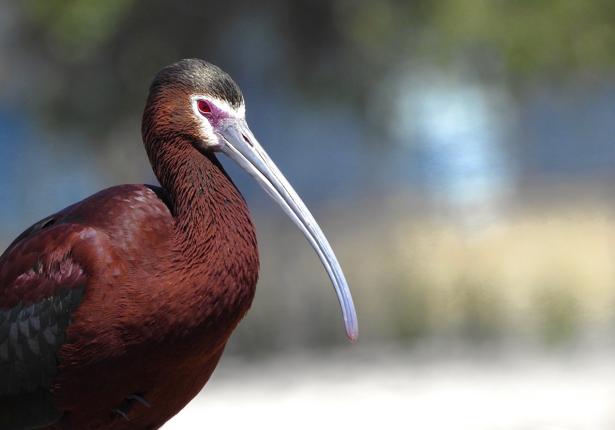 White-faced Ibis - ML98722591