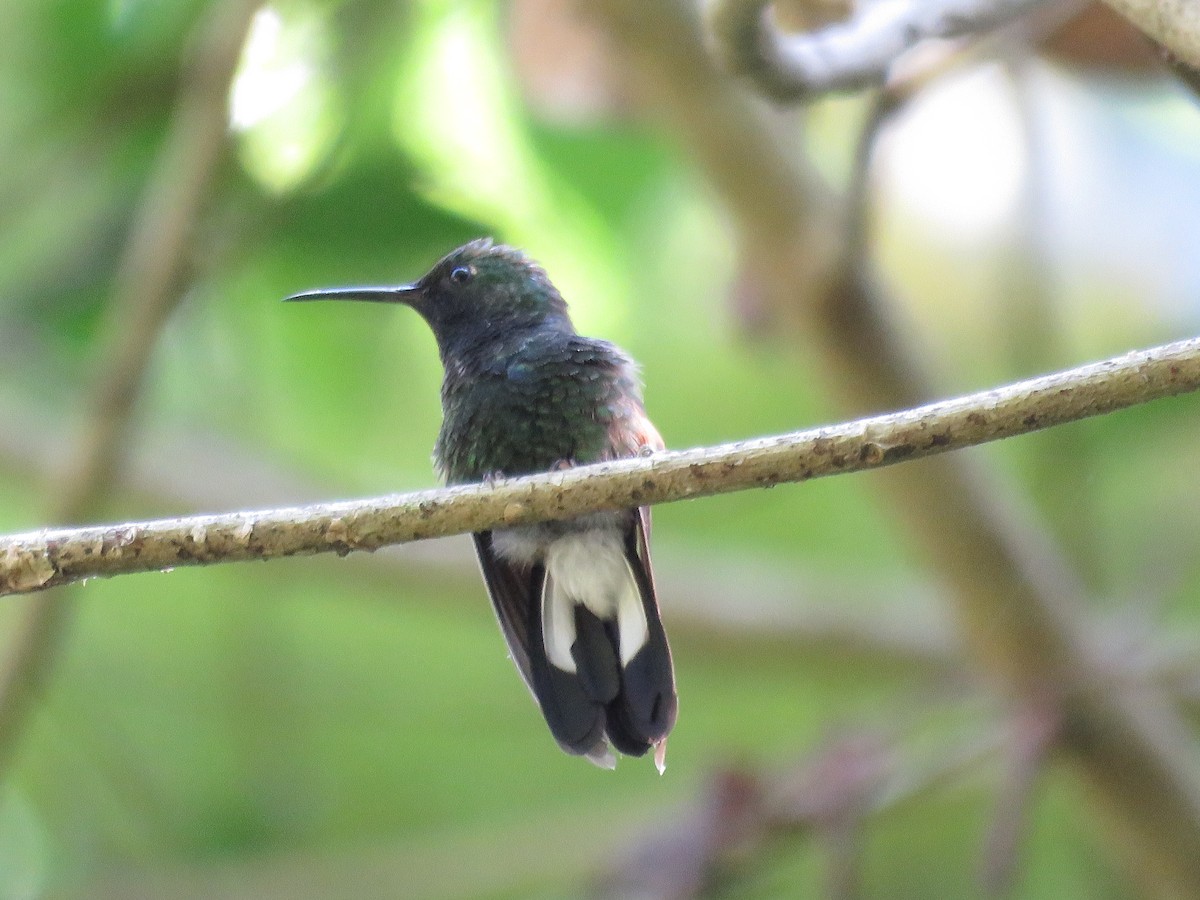 Stripe-tailed Hummingbird - ML98726511