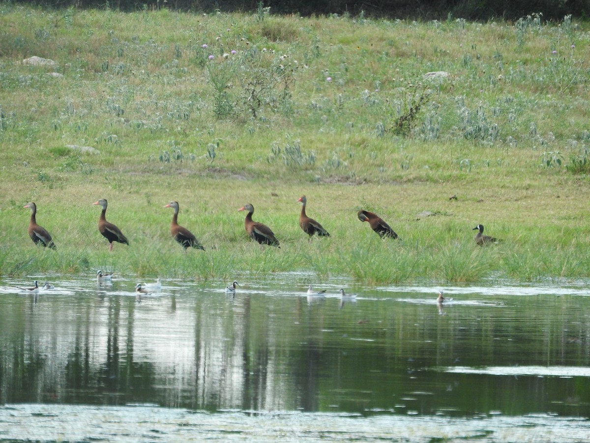 Black-bellied Whistling-Duck - Brooke Smith