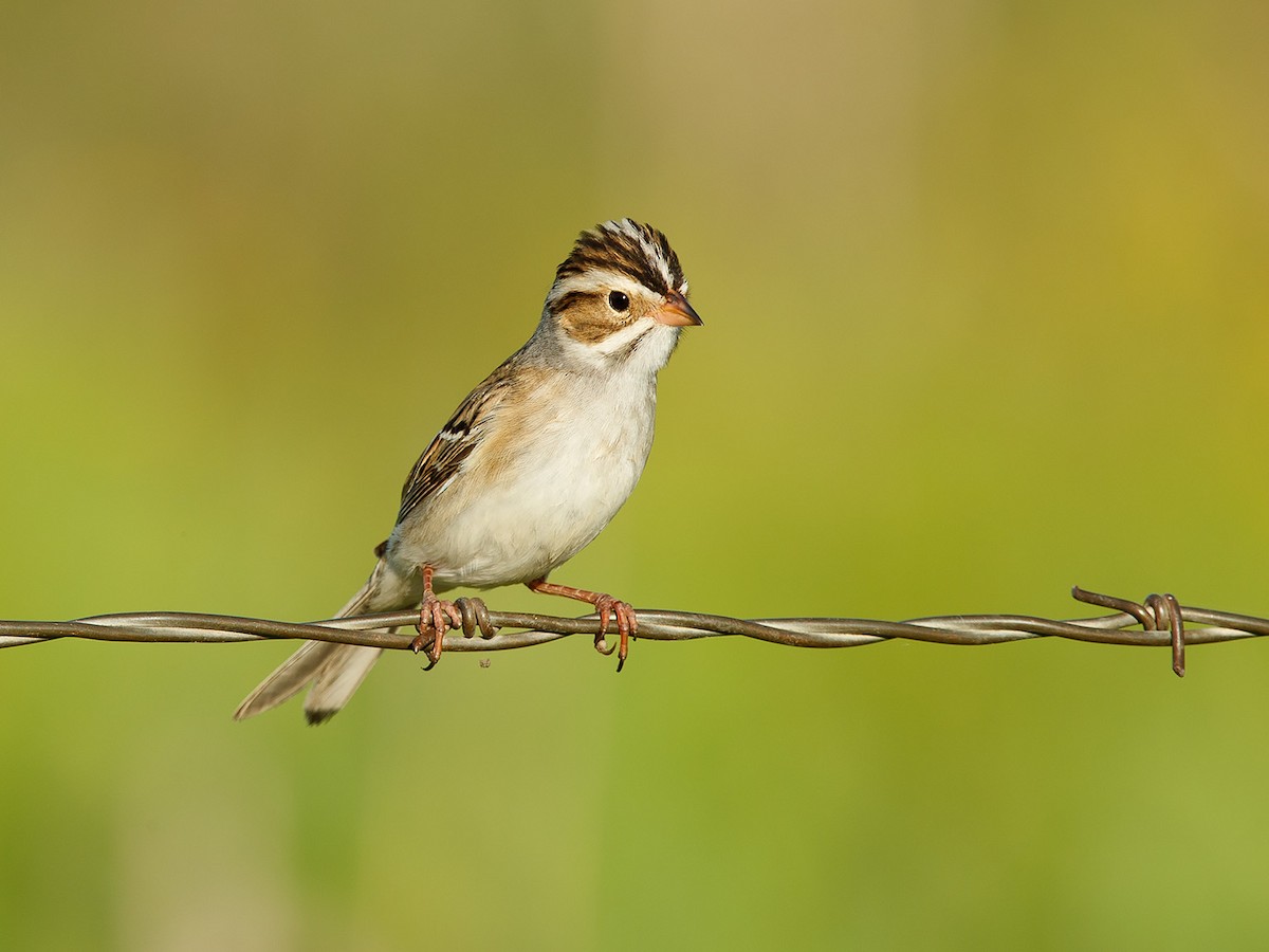 Clay-colored Sparrow - Mike Cameron