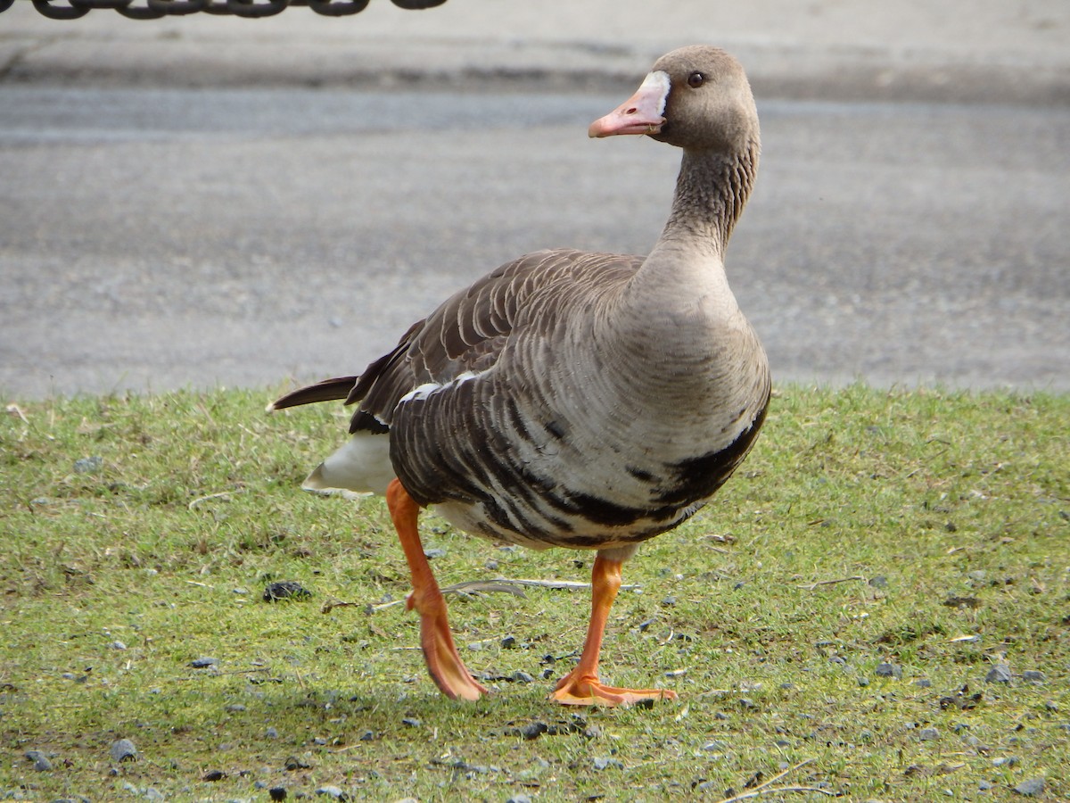 Greater White-fronted Goose - Victoria Vosburg