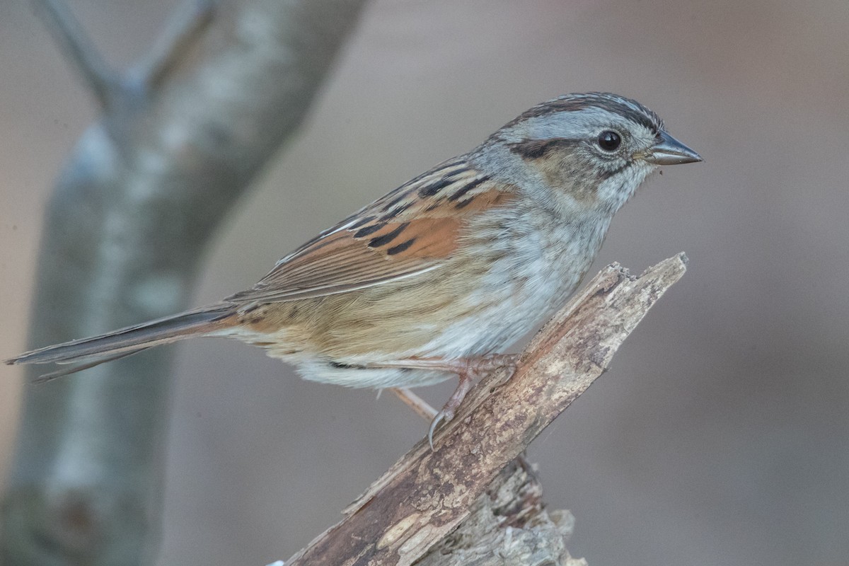 Swamp Sparrow - ML98734141