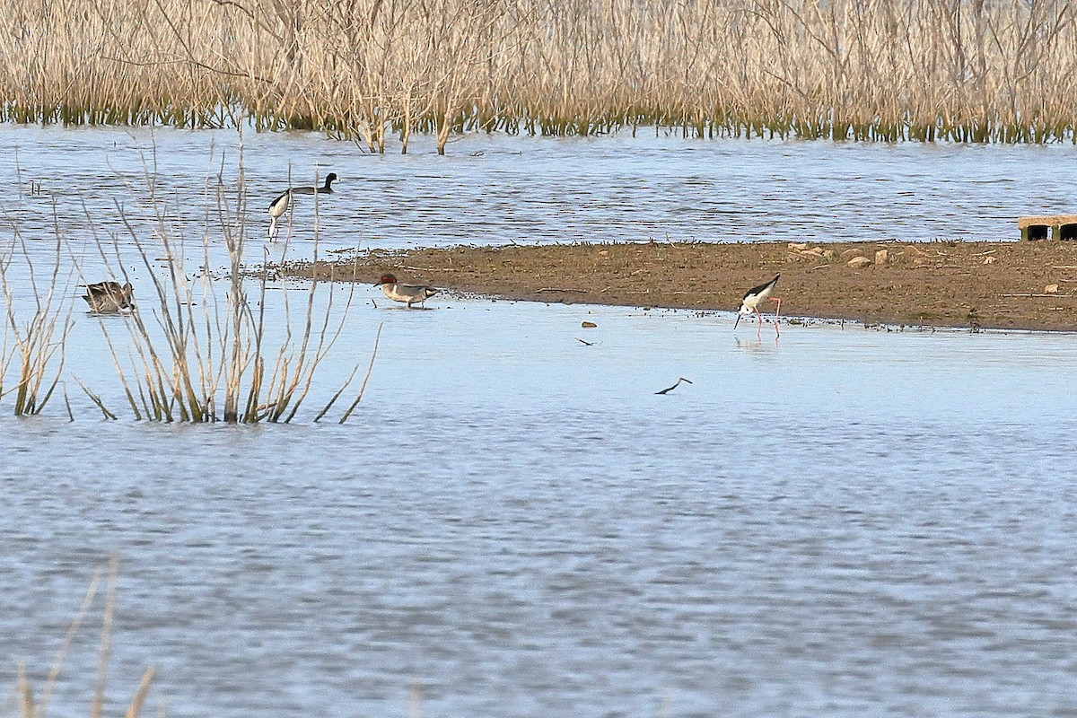 Green-winged Teal - ML98735251