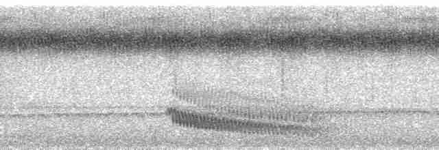 Мурав’янка сірочерева (підвид torquata) - ML98737