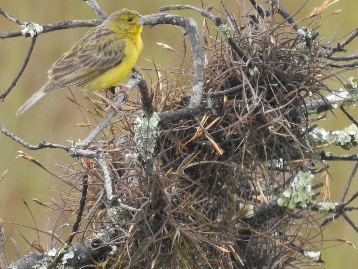 Grassland Yellow-Finch - ML98737941