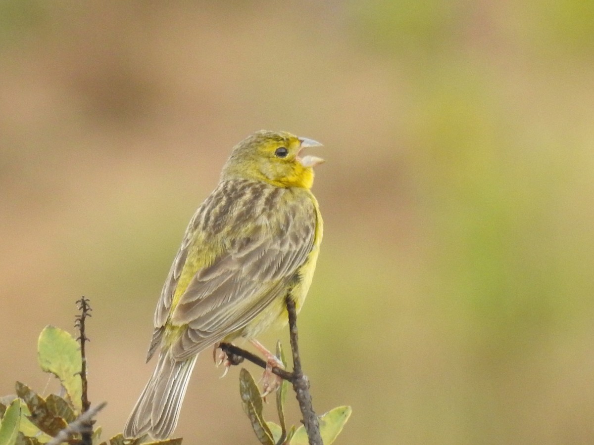 Grassland Yellow-Finch - Javier Cortés