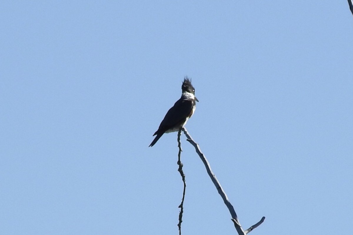 Belted Kingfisher - ML98738371