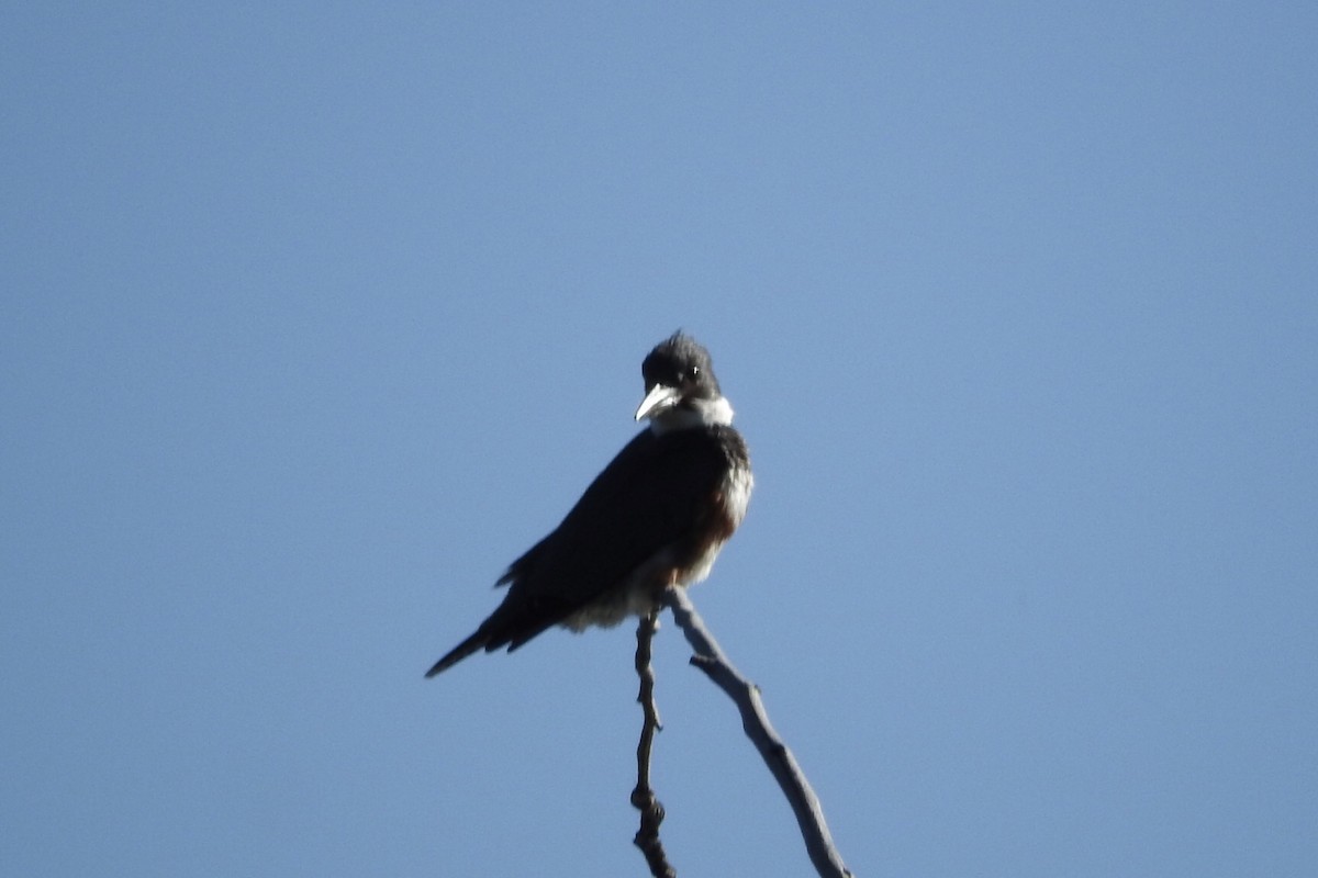 Belted Kingfisher - ML98738381