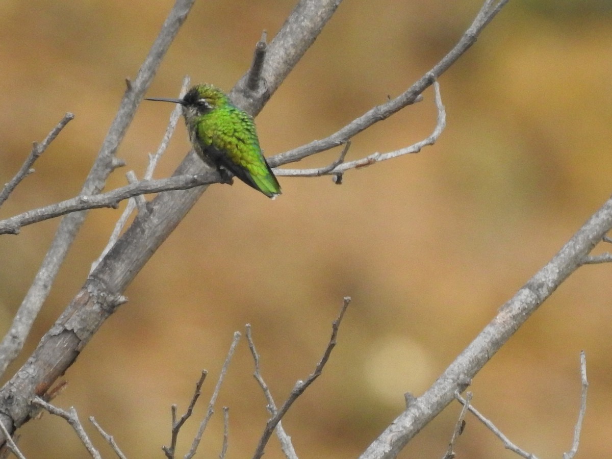 Short-tailed Emerald - Javier Cortés
