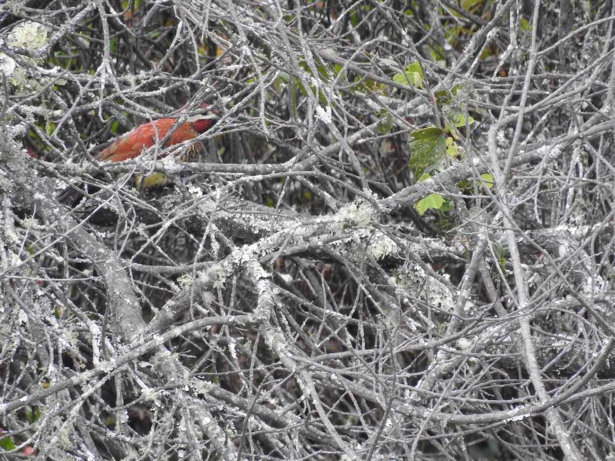 Crimson-mantled Woodpecker - ML98741691