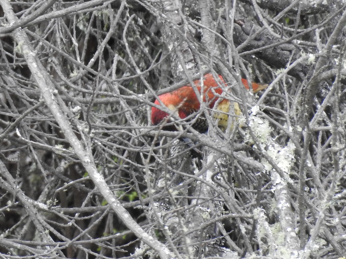 Crimson-mantled Woodpecker - ML98742281