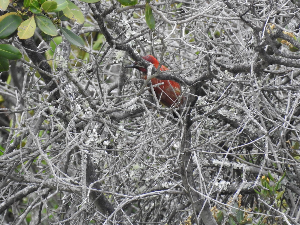 Crimson-mantled Woodpecker - ML98742371