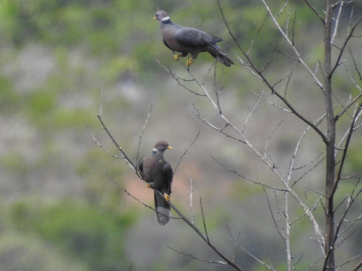 Band-tailed Pigeon - ML98743821