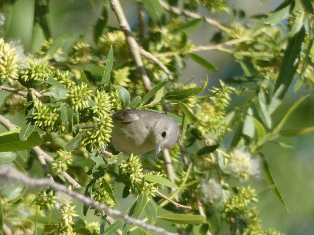 Lucy's Warbler - ML98747721