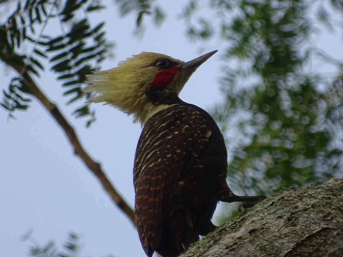 Pale-crested Woodpecker - Fabricio Candia