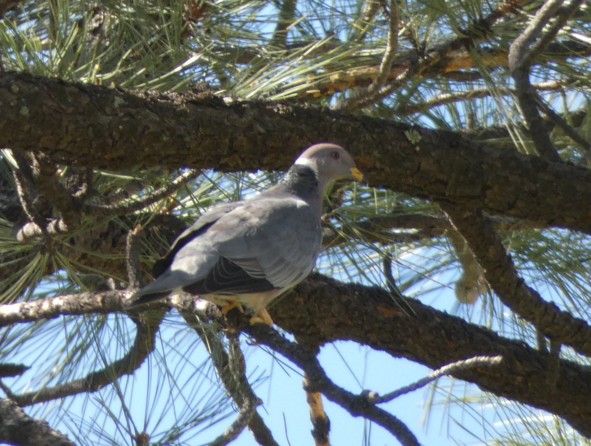 Band-tailed Pigeon - Christopher Rustay