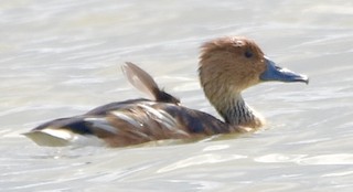 Fulvous Whistling-Duck, ML98751471