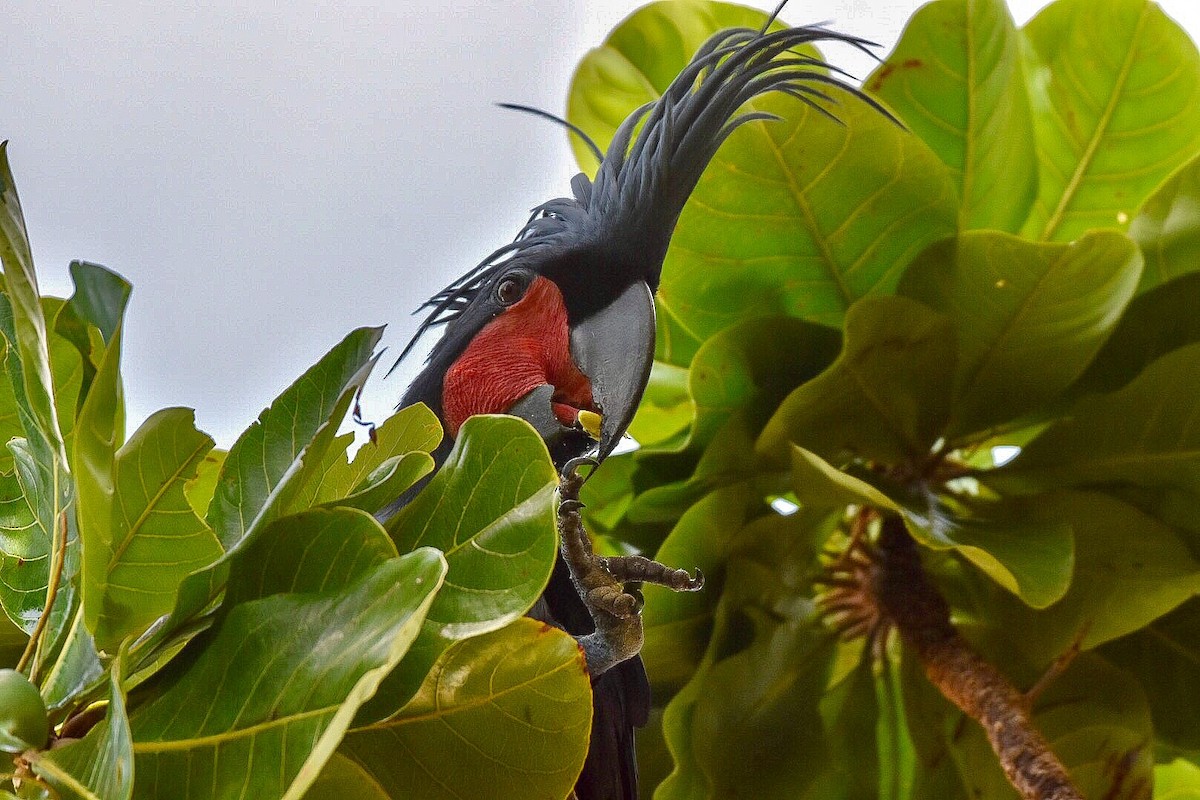 Palm Cockatoo - John Graham