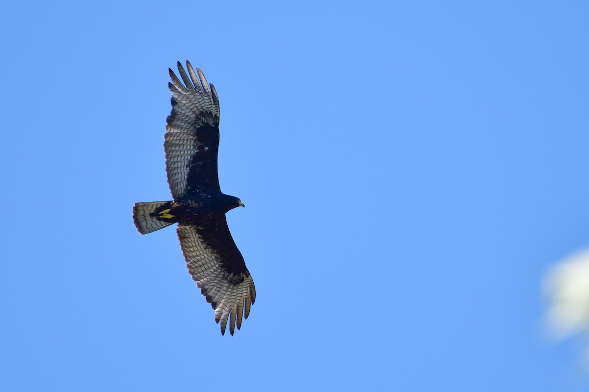 Zone-tailed Hawk - Bryan Calk