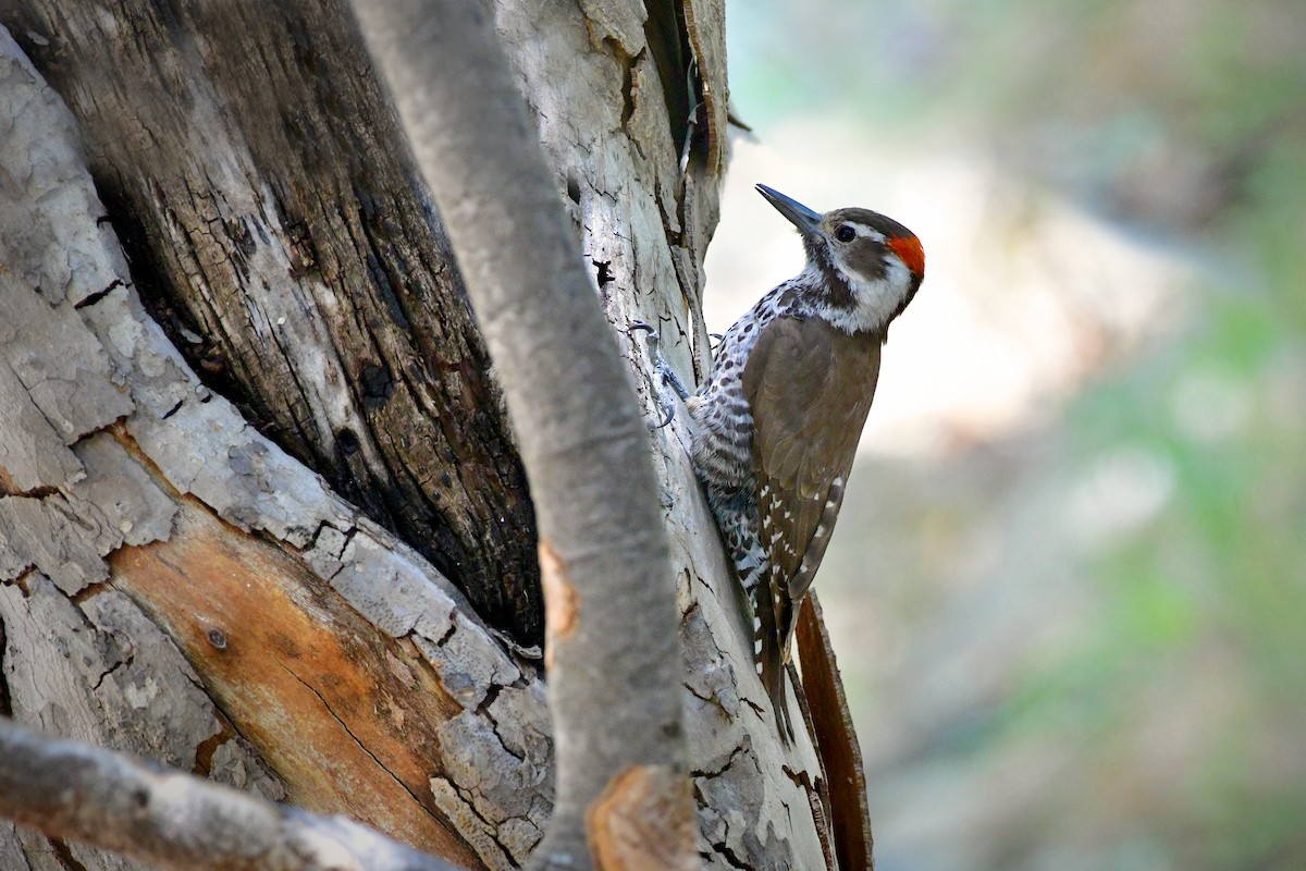 Arizona Woodpecker - ML98756091