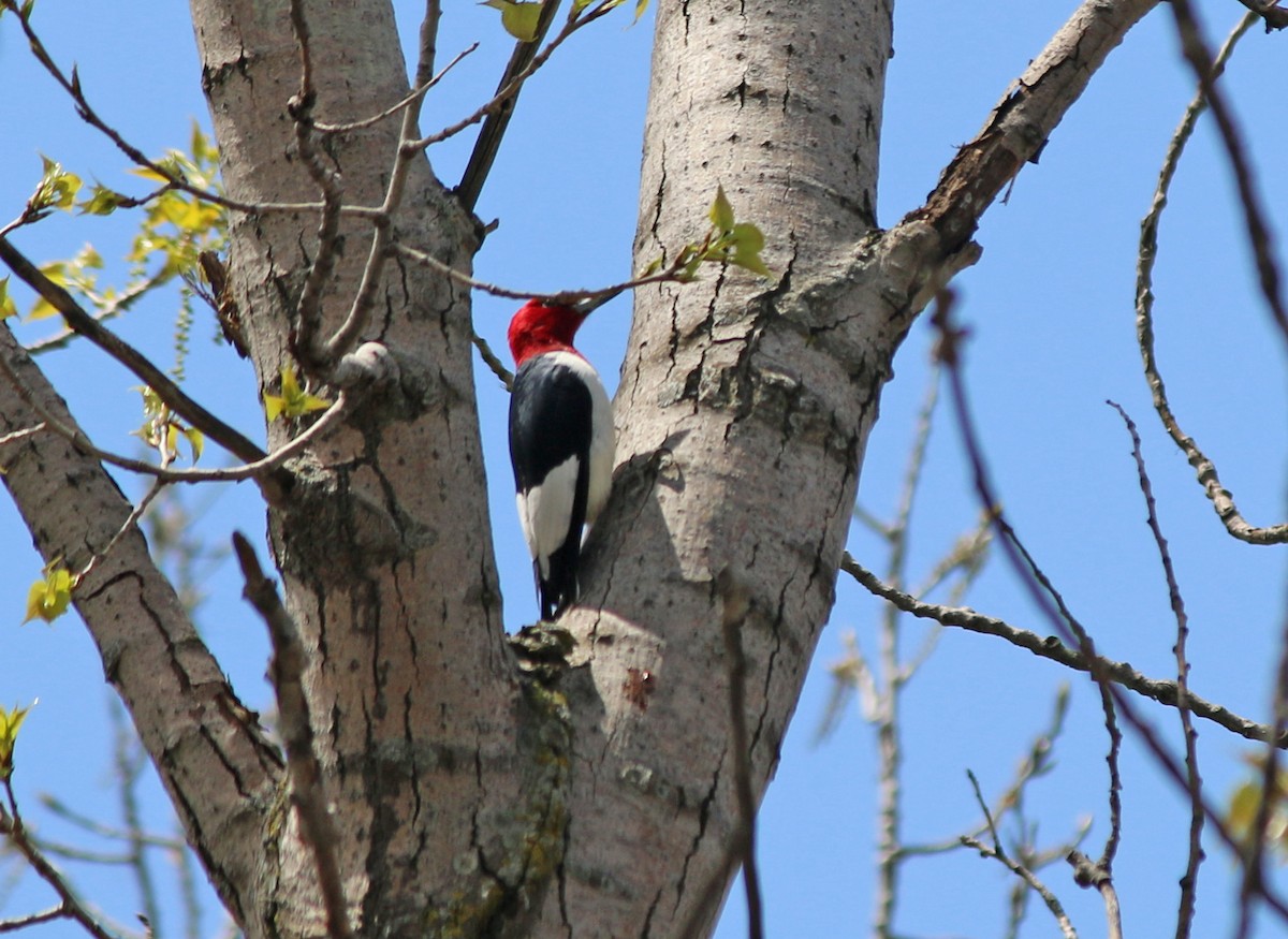 Red-headed Woodpecker - Andrew S. Aldrich