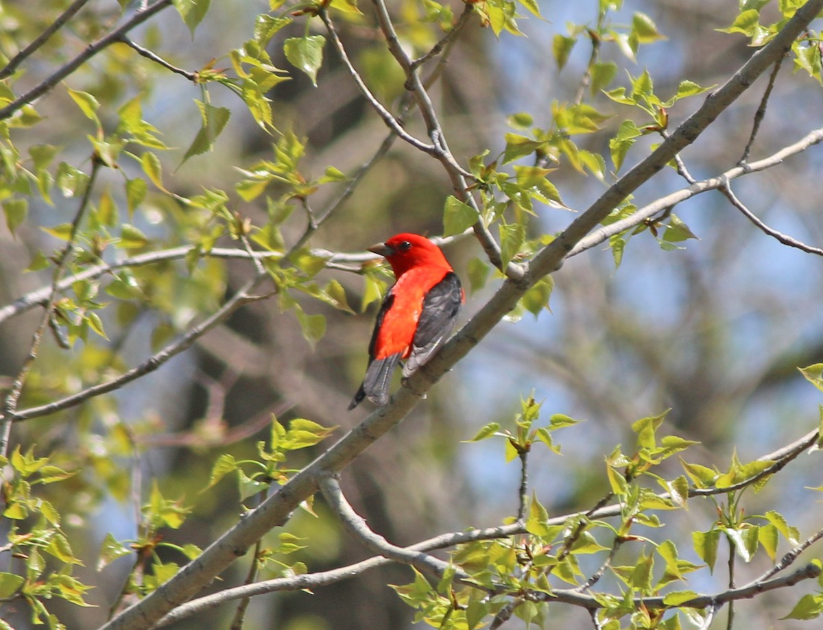 Scarlet Tanager - Andrew S. Aldrich