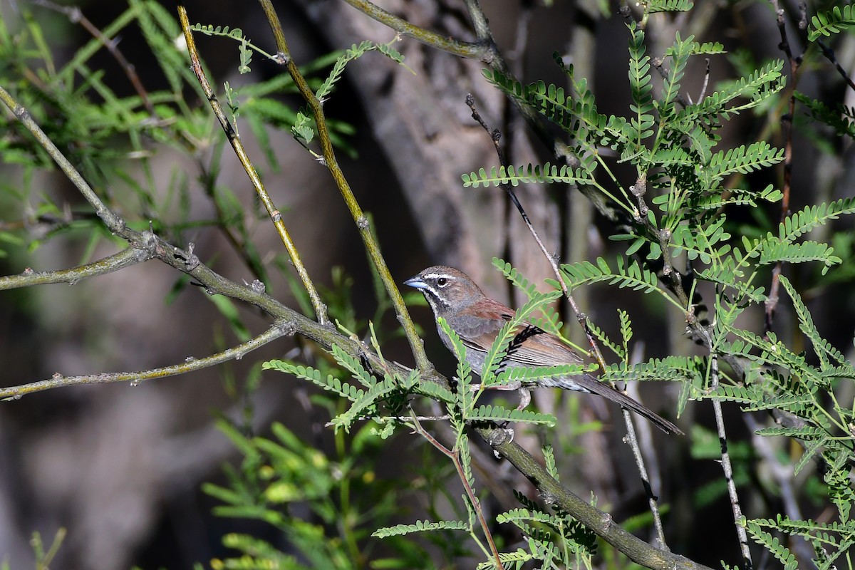 Five-striped Sparrow - ML98759311
