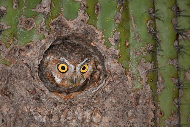 Chevechette Des Saguaros Ebird