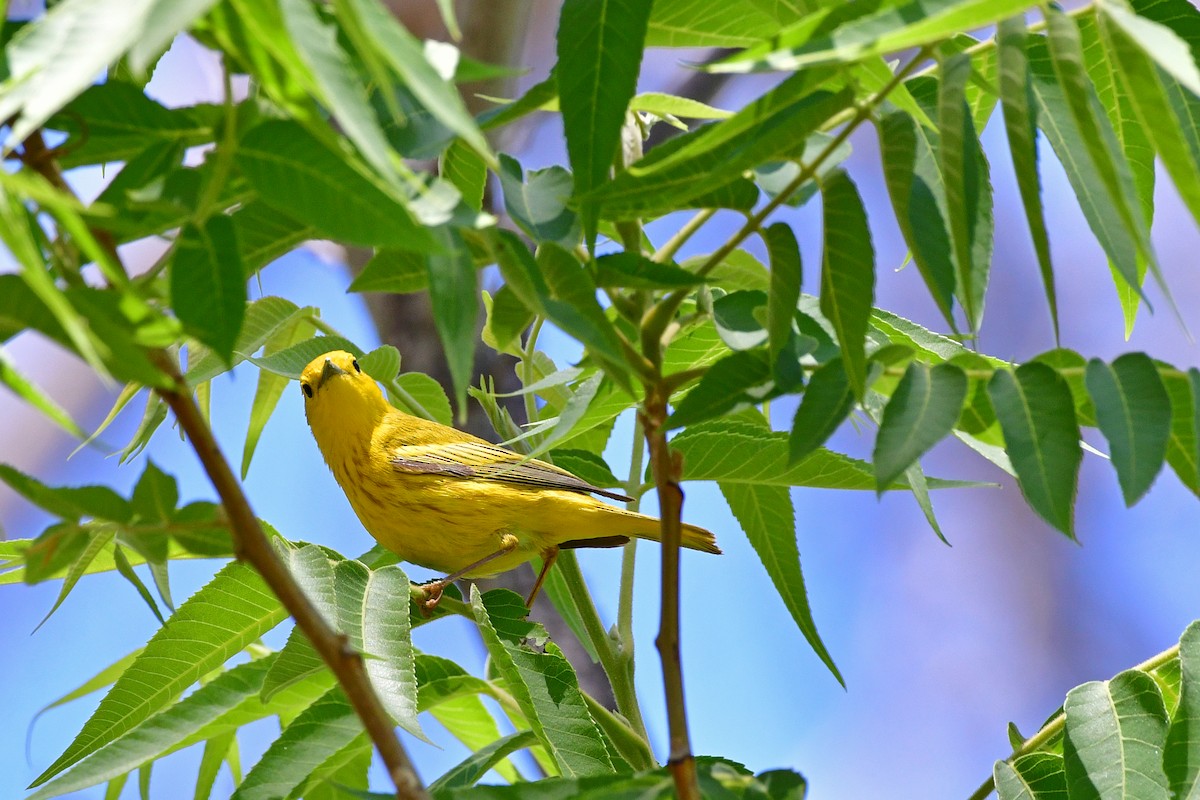 Yellow Warbler (Northern) - ML98760711