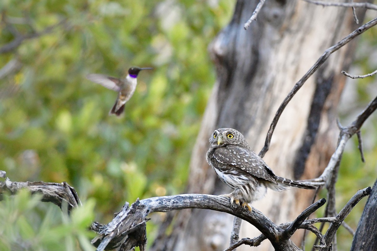 Northern Pygmy-Owl (Mountain) - Bryan Calk