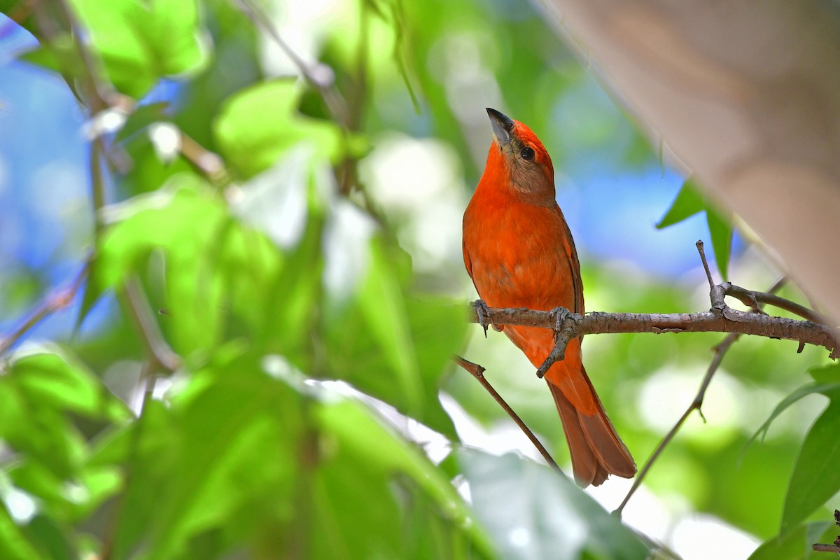 Hepatic Tanager - ML98762531