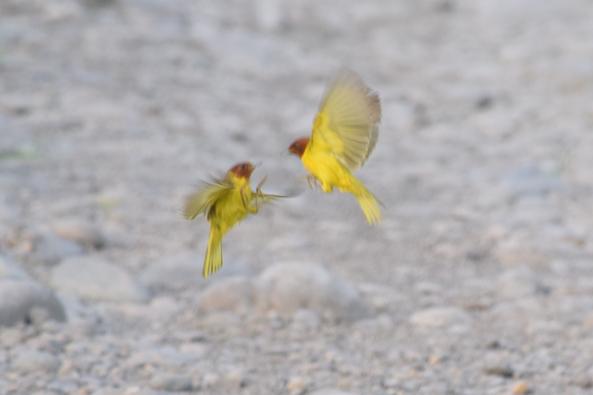 Yellow Warbler (Mangrove) - ML98763931