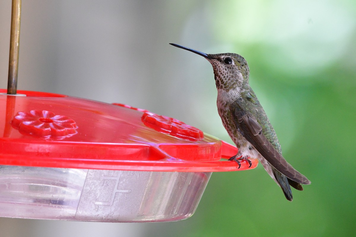 Anna's Hummingbird - Bryan Calk