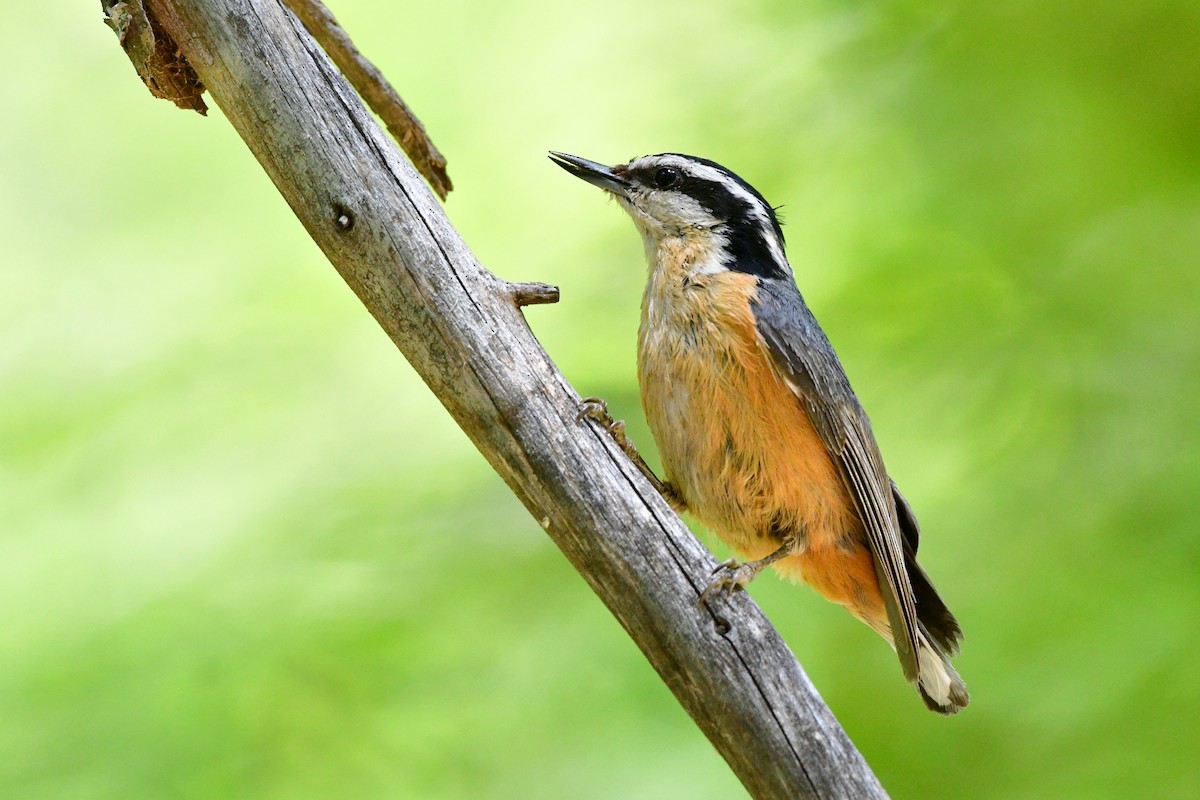 Red-breasted Nuthatch - Bryan Calk